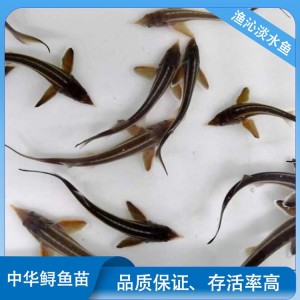人工淡水养殖 长势快产量高