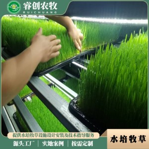新型现代化设施农业 水培牧草种植技术