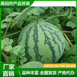 高甜砀山美都西瓜种植基地 新鲜现摘 昊田农产品 绿色健康